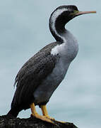 Spotted Shag