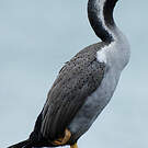 Cormoran moucheté