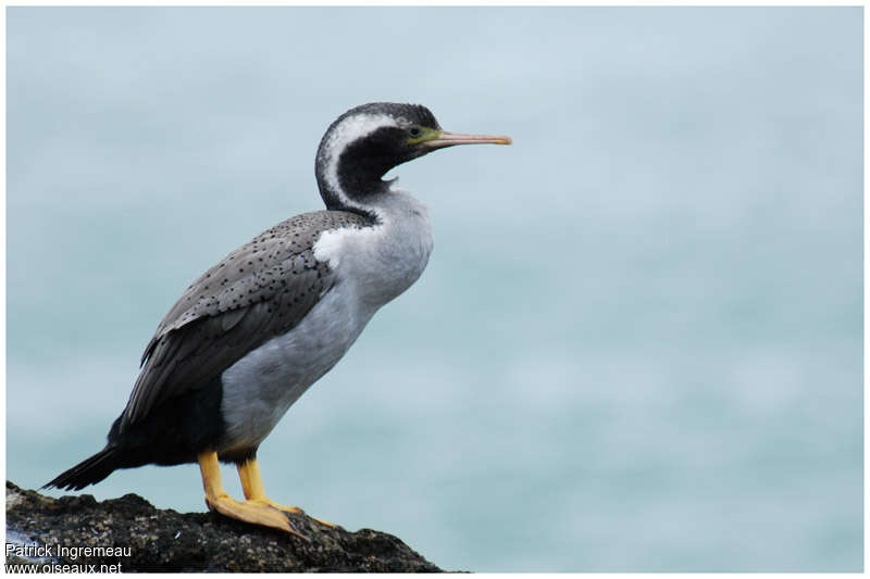 Cormoran mouchetéadulte