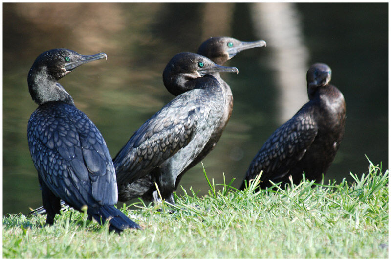 Little Black Cormorant