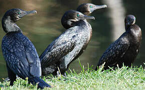 Little Black Cormorant