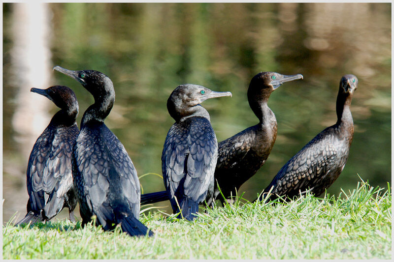 Little Black Cormorant