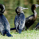 Cormoran noir