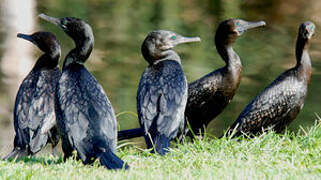 Little Black Cormorant