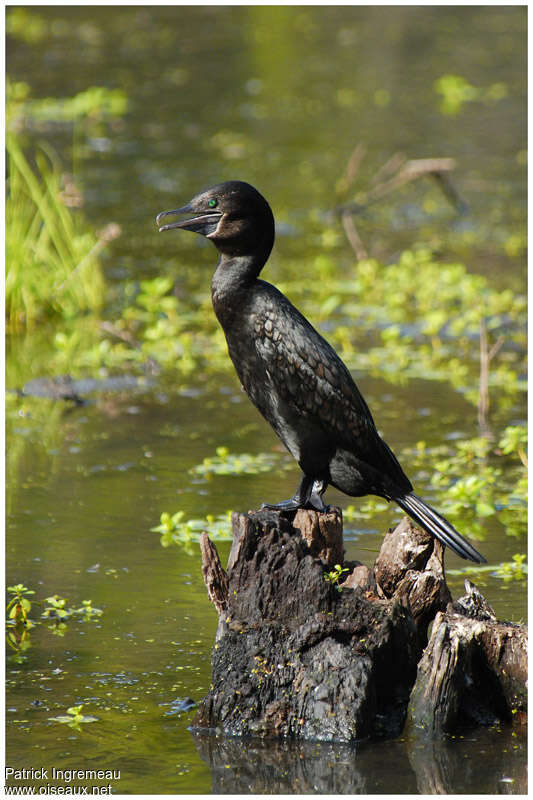 Little Black Cormorantadult, identification