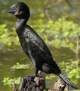 Little Black Cormorant