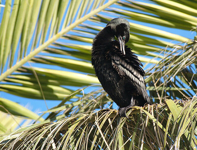 Little Black Cormorant