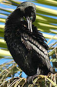 Little Black Cormorant