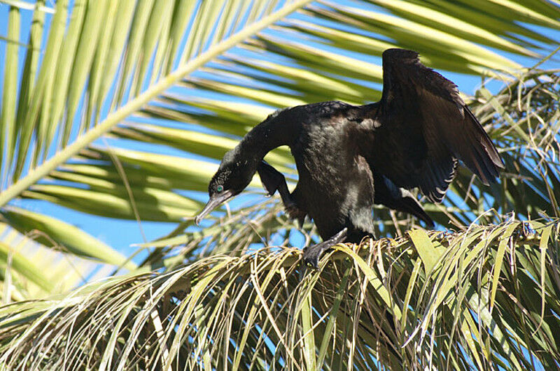 Little Black Cormorant