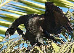 Little Black Cormorant