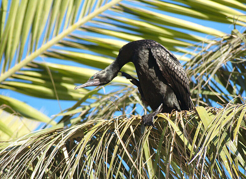 Little Black Cormorant