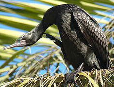 Little Black Cormorant