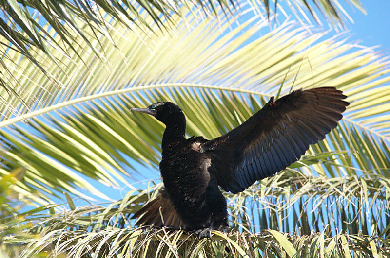 Little Black Cormorant