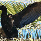 Cormoran noir