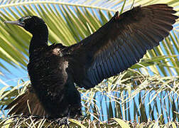 Little Black Cormorant