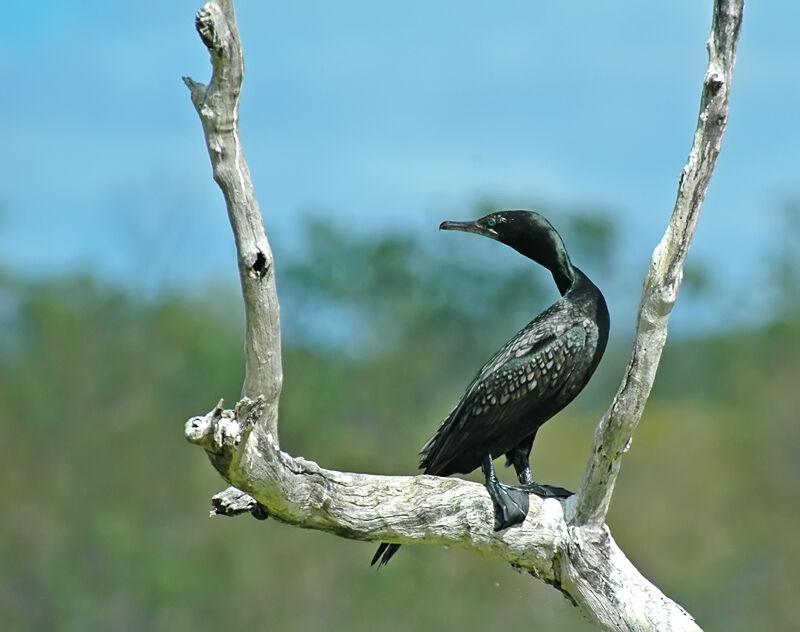 Little Black Cormorant