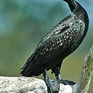 Cormoran noir