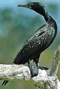 Little Black Cormorant