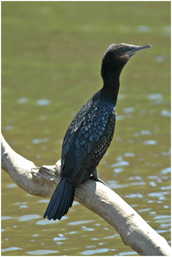 Little Black Cormorant