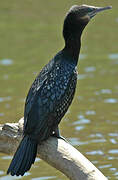 Little Black Cormorant