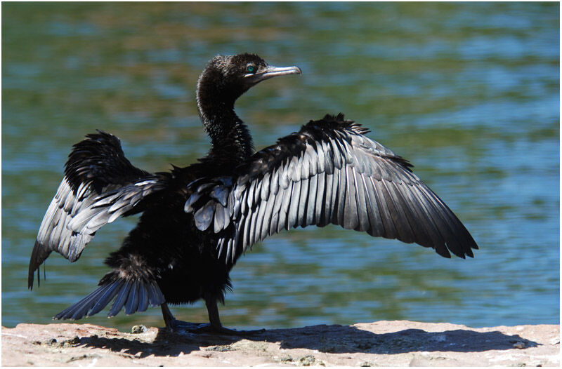 Little Black Cormorantadult