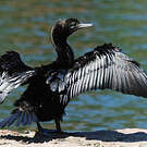 Cormoran noir