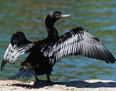 Little Black Cormorant