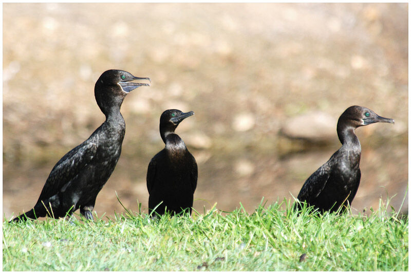 Little Black Cormorantadult