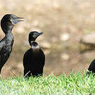 Cormoran noir