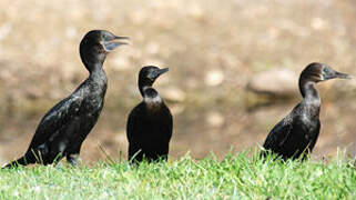 Little Black Cormorant