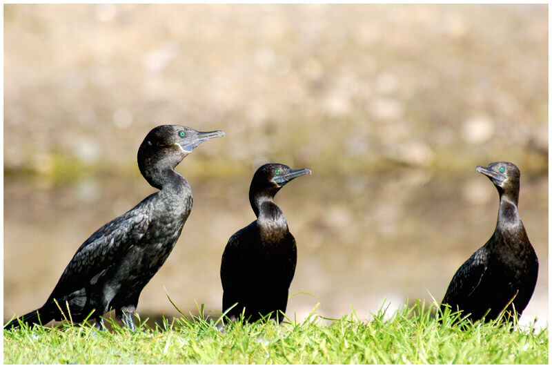 Little Black Cormorantadult