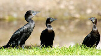 Little Black Cormorant