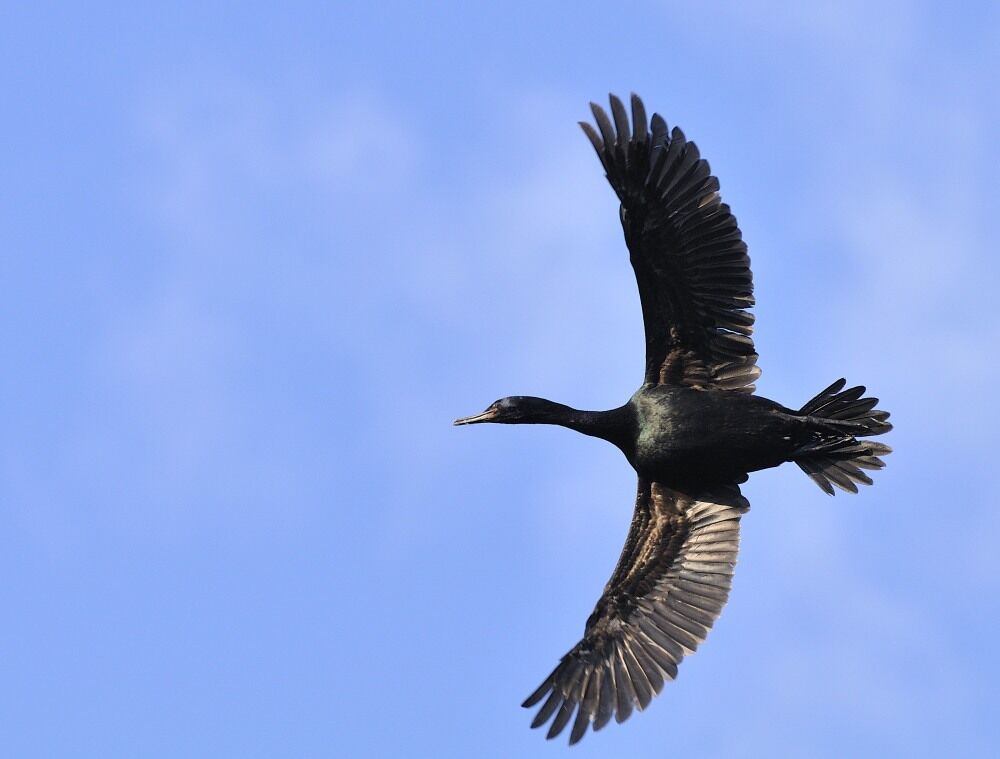 Cormoran pélagiqueadulte