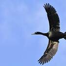 Cormoran pélagique