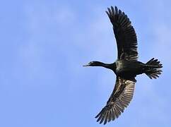 Pelagic Cormorant