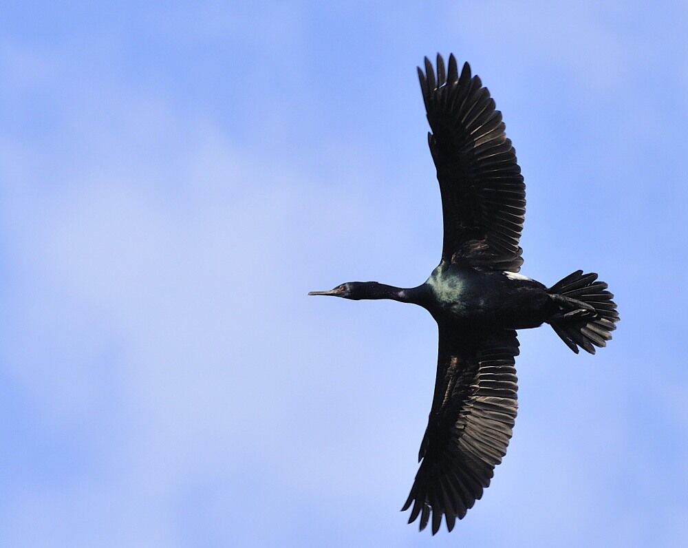 Pelagic Cormorantadult