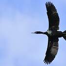 Cormoran pélagique