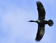 Pelagic Cormorant