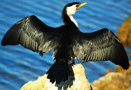 Little Pied Cormorant