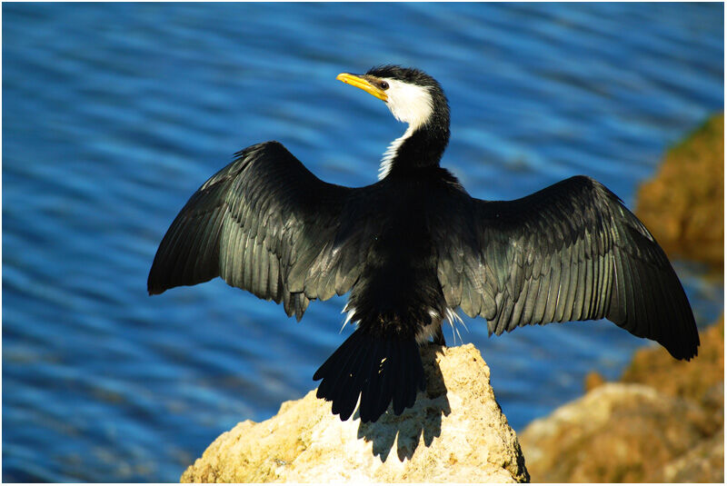 Little Pied Cormorantadult