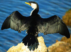 Little Pied Cormorant