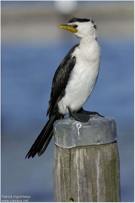 Little Pied Cormorantadult