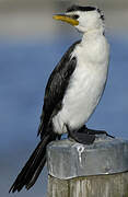 Little Pied Cormorant