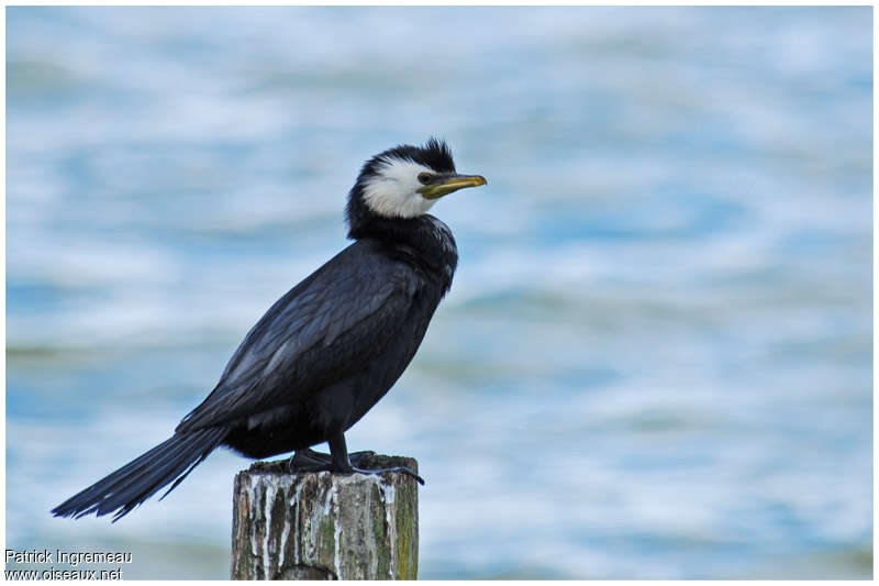 Little Pied Cormorantadult, identification