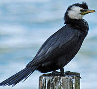 Little Pied Cormorant