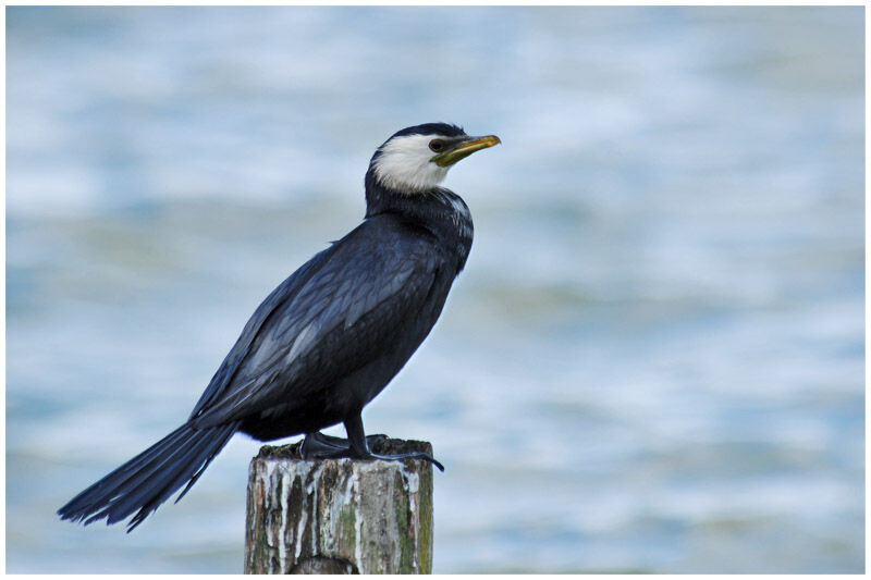 Little Pied Cormorantadult