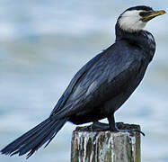 Little Pied Cormorant