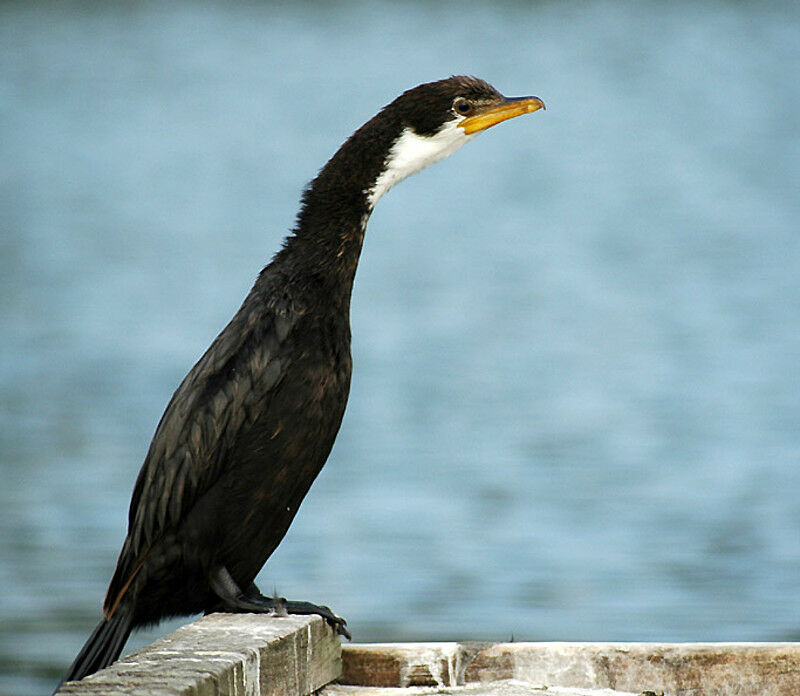 Little Pied Cormorant