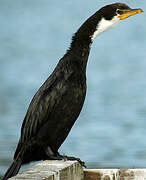 Little Pied Cormorant