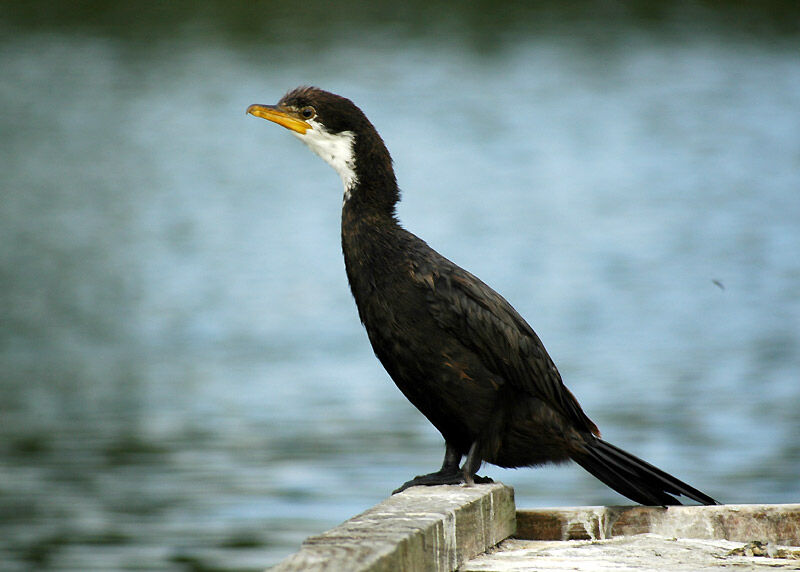 Little Pied Cormorant